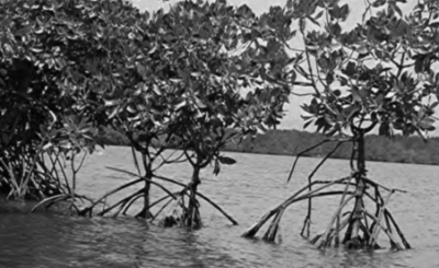 The edge of a mangrove forest: Photo credit: Monroe County Library.